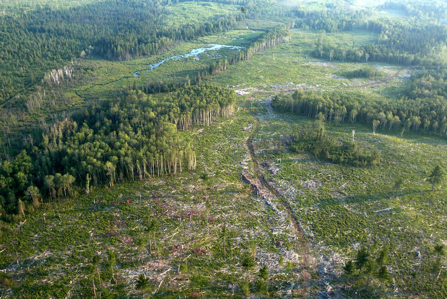 Aspen clear-cut in the Cloquet Valley State Forest.