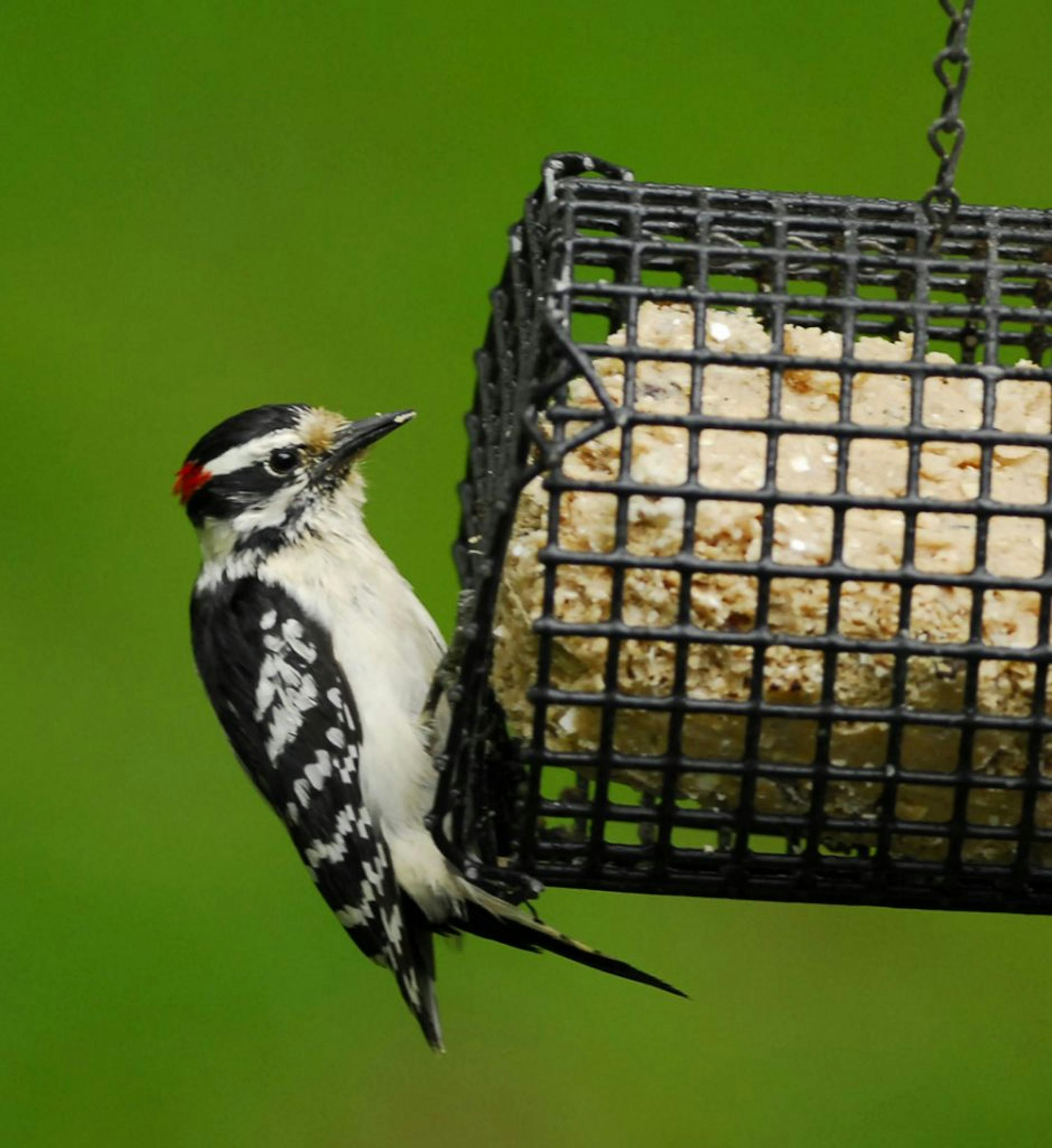 Downy woodpeckers are big fans of suet, either purchased or homemade.