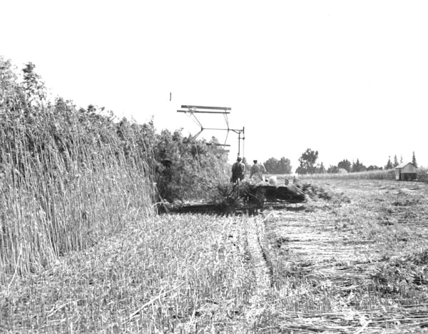 Farmers in Mapleton, Minn. harvest hemp for the first time in 1943.
