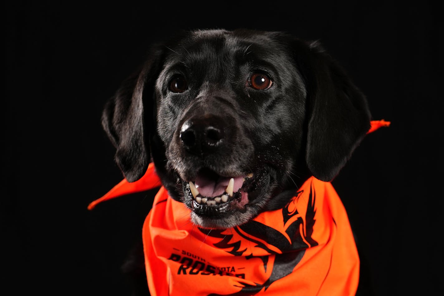 Katie, a 6-year-old black Labrador Retriever owned by Steve Oehlenschlager of Elk River, Minn. sits for a portrait ahead of the Bird Dog Parade during the National Pheasant Fest &amp; Quail Classic Friday, Feb. 17, 2023 at the Minneapolis Convention Center in Minneapolis. ] ANTHONY SOUFFLE • anthony.souffle@startribune.com