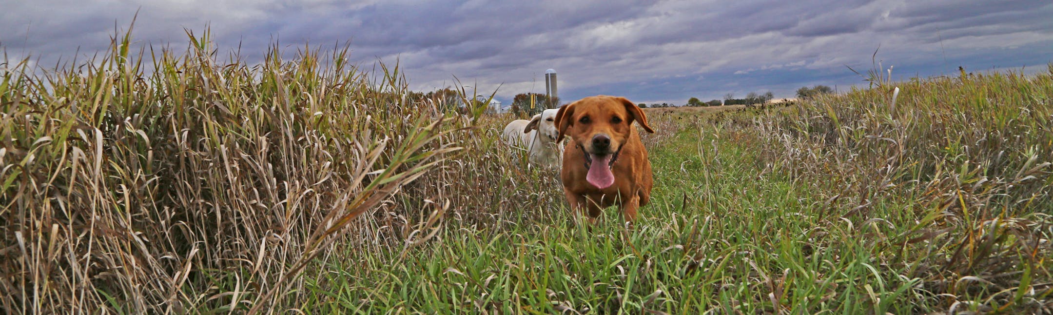 Labradors Allie, foreground, and Mick scour a wildlife management area in southwest Minnesota on Saturday in search of pheasantsl.