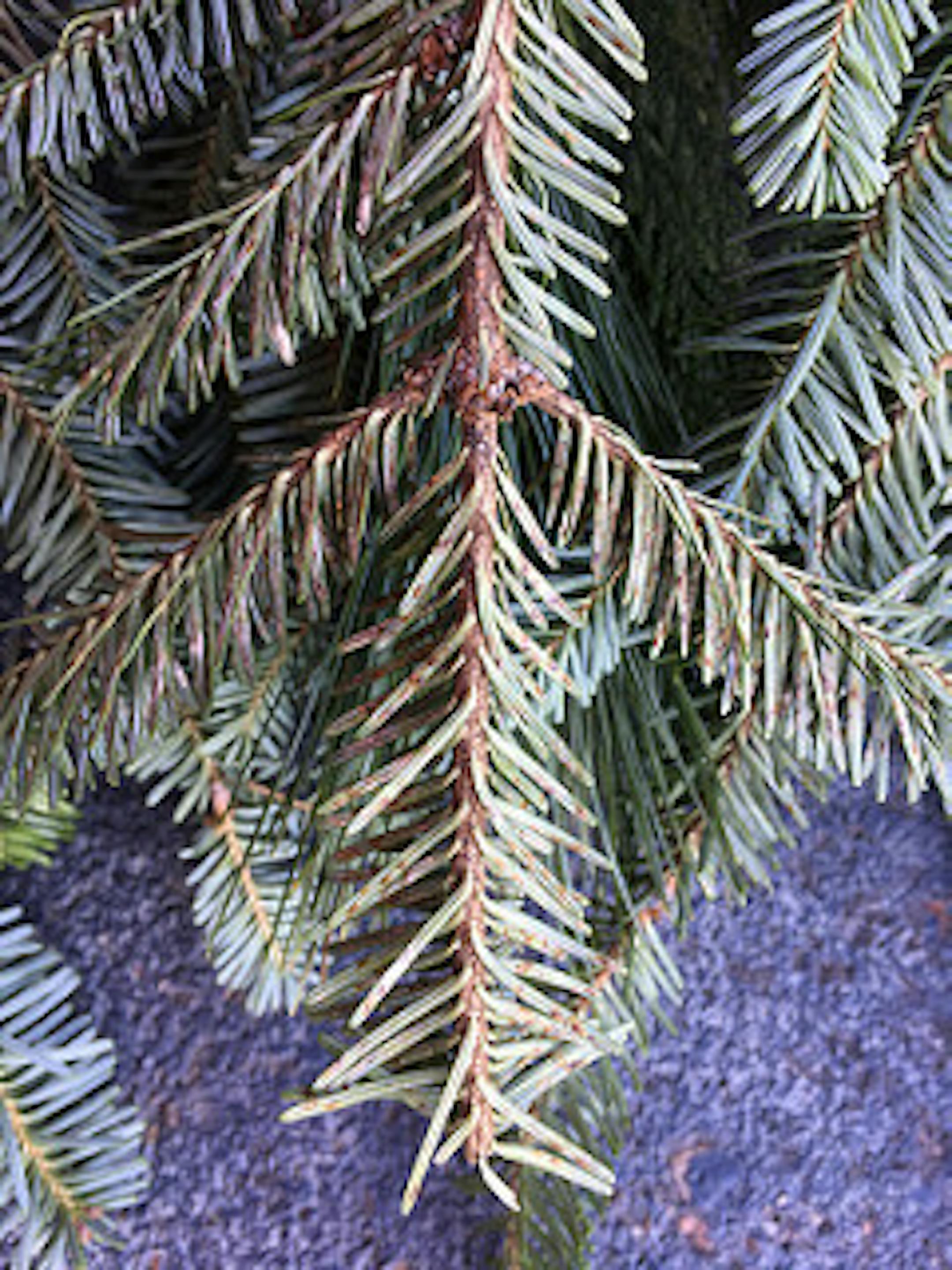 A holiday bough at a Wisconsin chain store shows elongate hemlock scale (EHS), appearing as brown specks, on the underside of its needles.