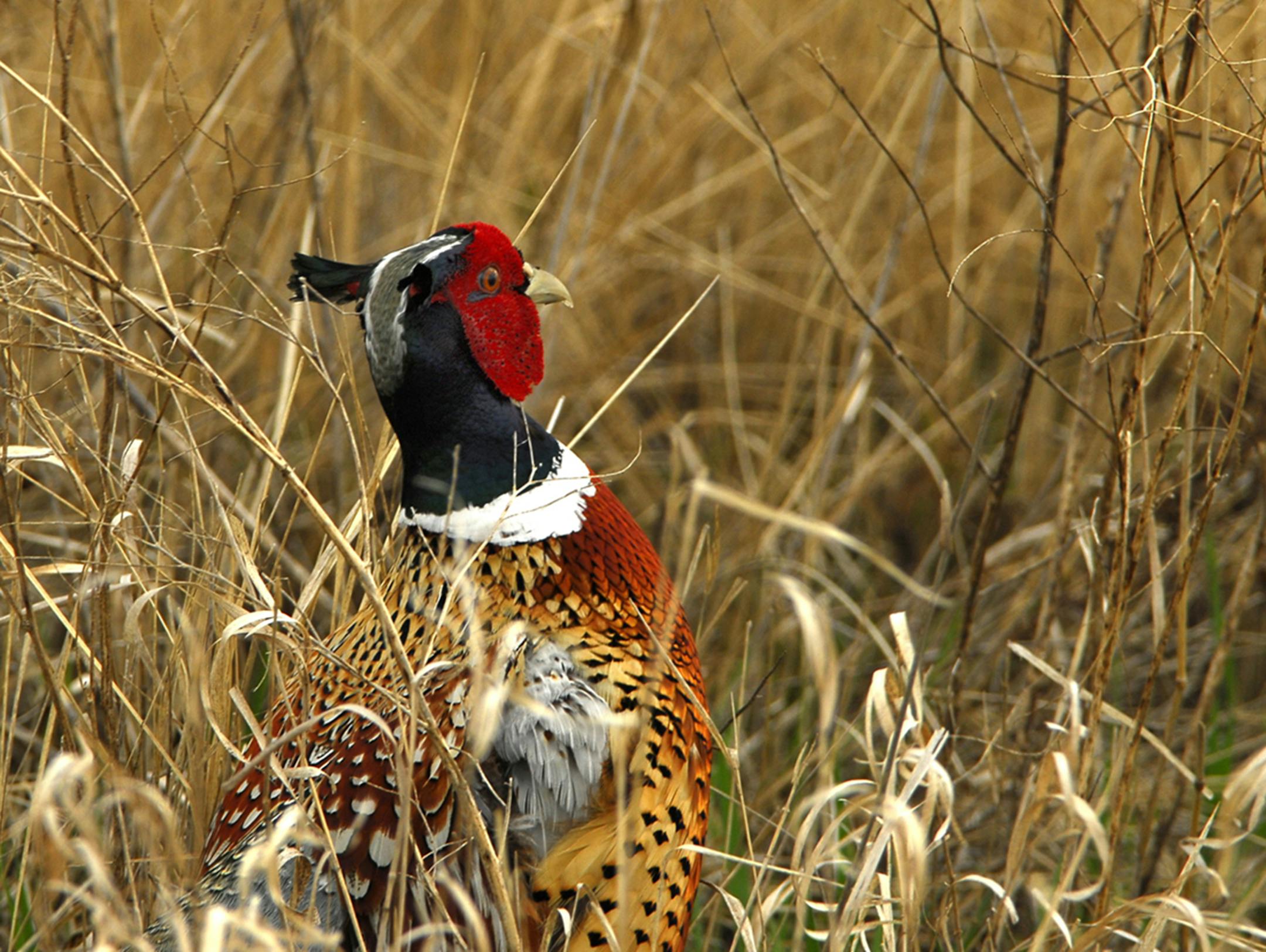 An option for Day Five: Ring-necked pheasants