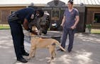 Mufasa, a mastiff mix found injured and emaciated in February outside an apartment building, got a reunion with Maplewood police officer Markese Benja