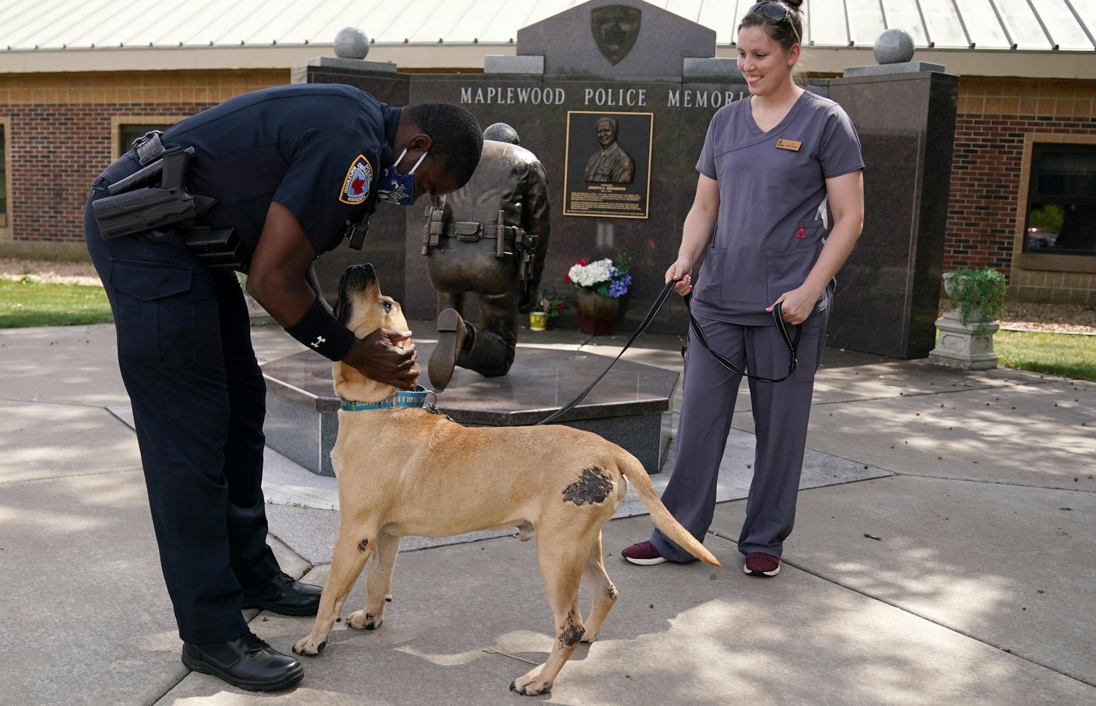 Mufasa, a mastiff mix found injured and emaciated in February outside an apartment building, got a reunion with Maplewood police officer Markese Benjamin who found him and took him to animal control, Wednesday. Holding Mufasa is Liz Gigler, the director of Rescue Pets Are Wonderful, who rehabilitated him. ] ANTHONY SOUFFLE • anthony.souffle@startribune.com Mufasa, a mastiff mix found injured and emaciated in February outside an apartment building, got a reunion with Maplewood police officer Mark