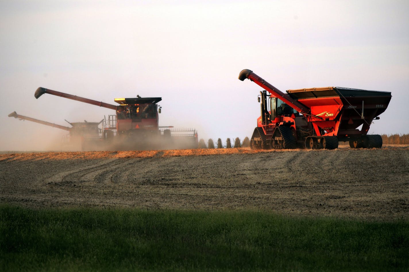 In this Tuesday, Sept. 22, 2015, photo, using multiple combines, central Illinois farmers harvest cornfields in Farmingdale, Ill. The Illinois Department of Agriculture says that both the corn and soybean harvests are about 50 percent complete.