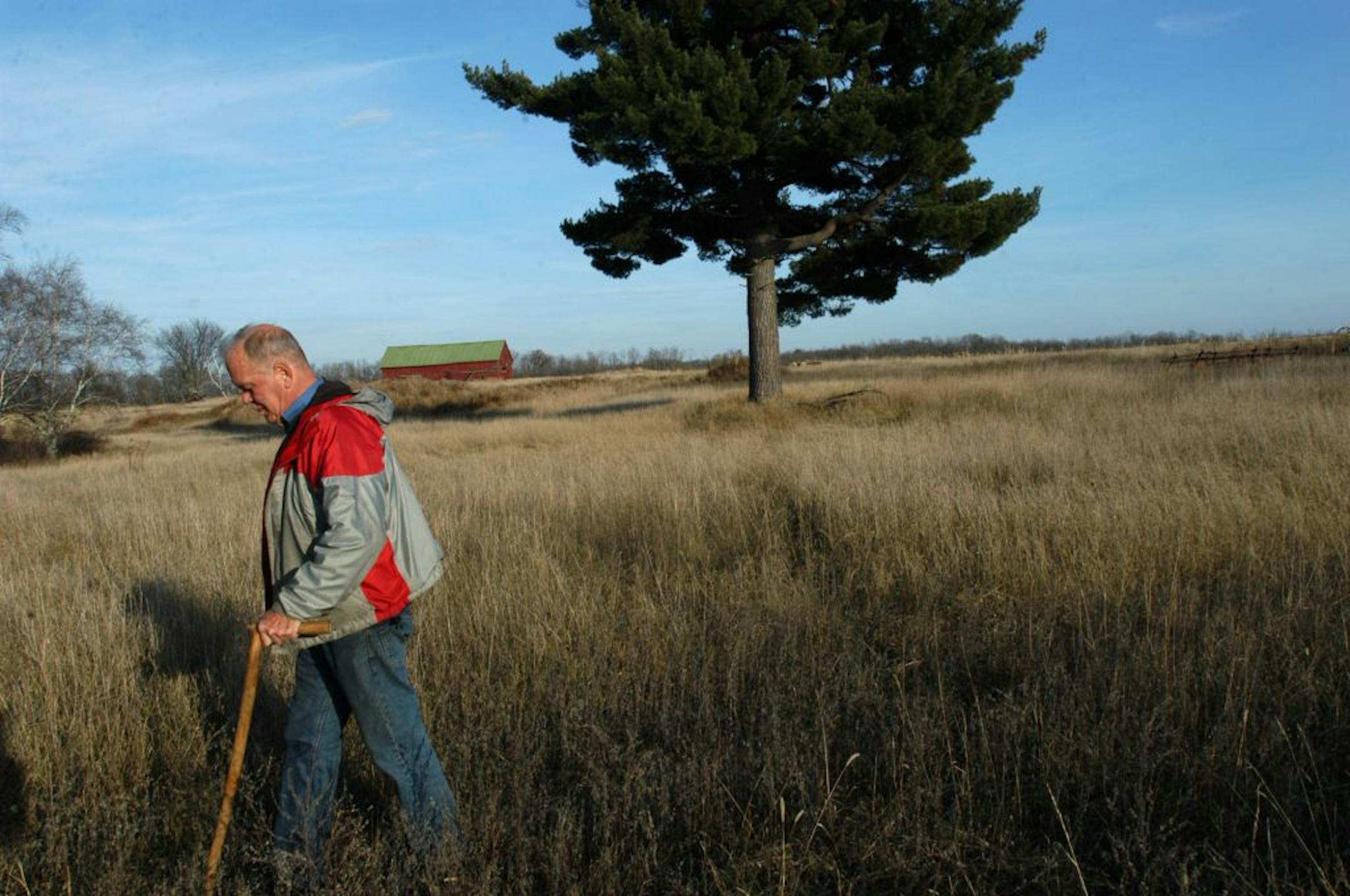 Win Borden walked away from visiting an almost 200-year-old white pine at his farm north of Brainerd, Minn. The tree, known as Grandma Borden's tree, was spared when Borden's family cleared the field to farm. File photo from November 2012.