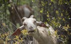 Thirty-seven goats were released along the bluff edge at Indian Mounds Regional Park where they ate unwanted vegetation on May 2, 2017 in St. Paul, Mi