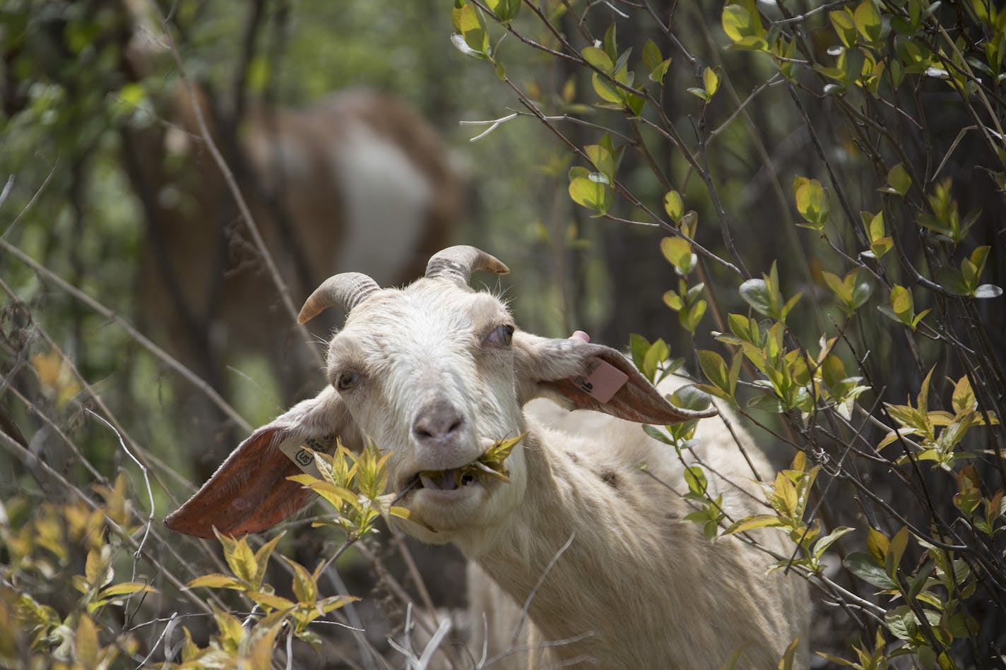 Thirty-seven goats were released along the bluff edge at Indian Mounds Regional Park where they ate unwanted vegetation on May 2, 2017 in St. Paul, Minn. This is city's first-ever effort to reduce the spread of invasive species using goats. (Jerry Holt/Minneapolis Star Tribune/TNS) ORG XMIT: 1201683