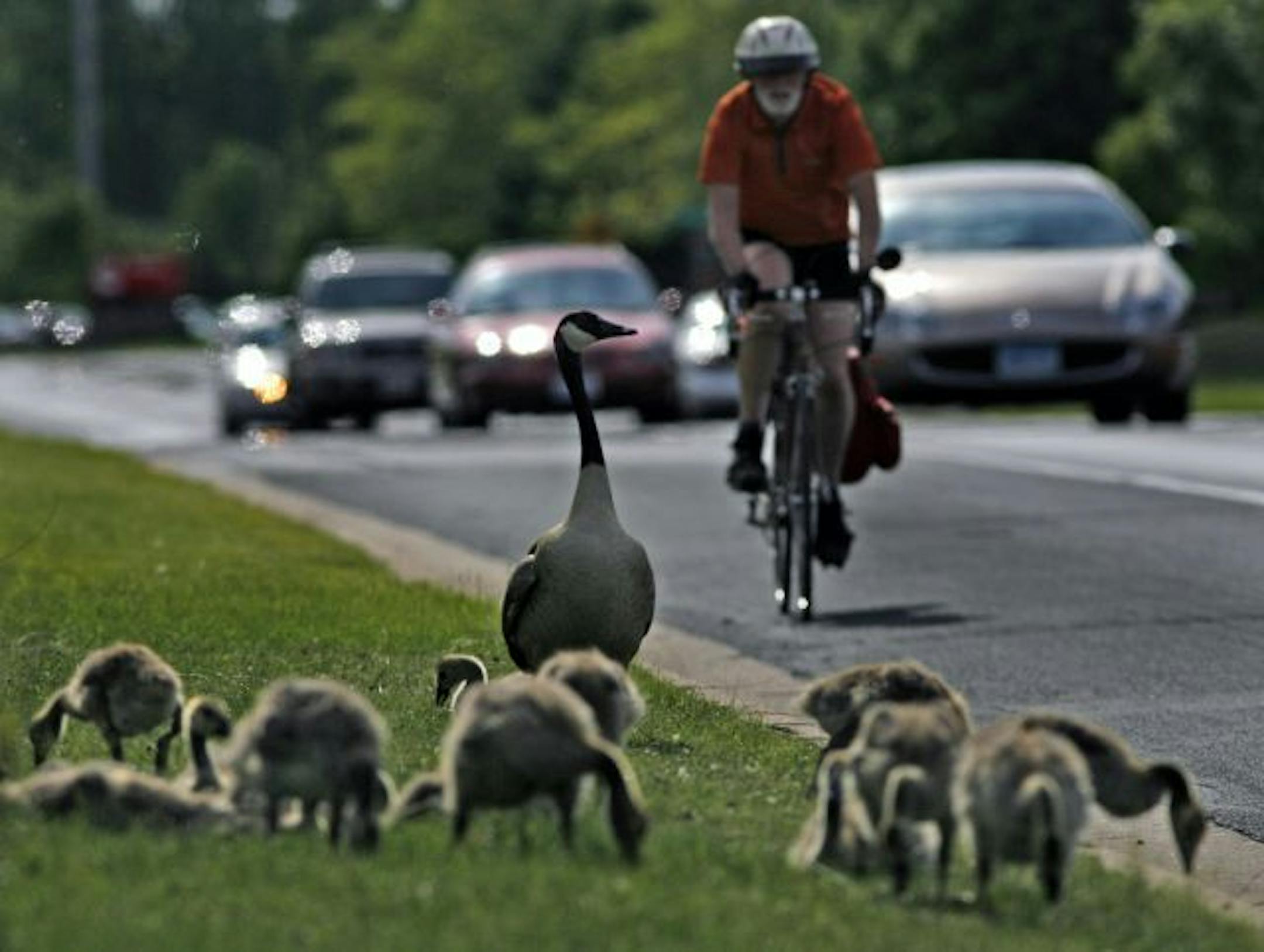 A flock of Canada geese in White Bear Lake. These geese were in an industrial area, but across the metro area, officials are preparing to remove geese that are located in picnic and swimming areas as well as on golf courses. The culling goes on year after year because the geese reproduce rapidly.