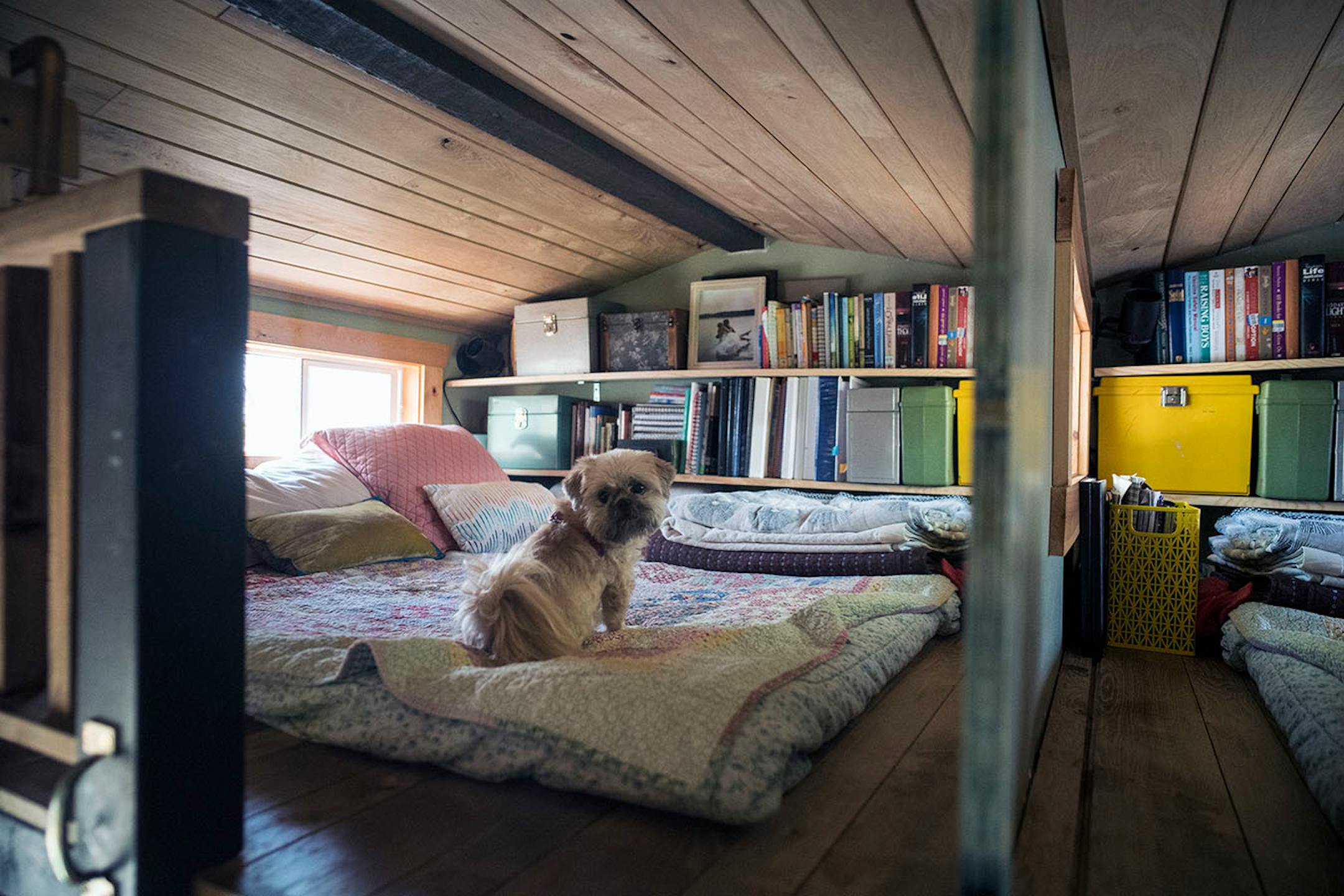 Brinkley the shih tzu in the sleeping loft.