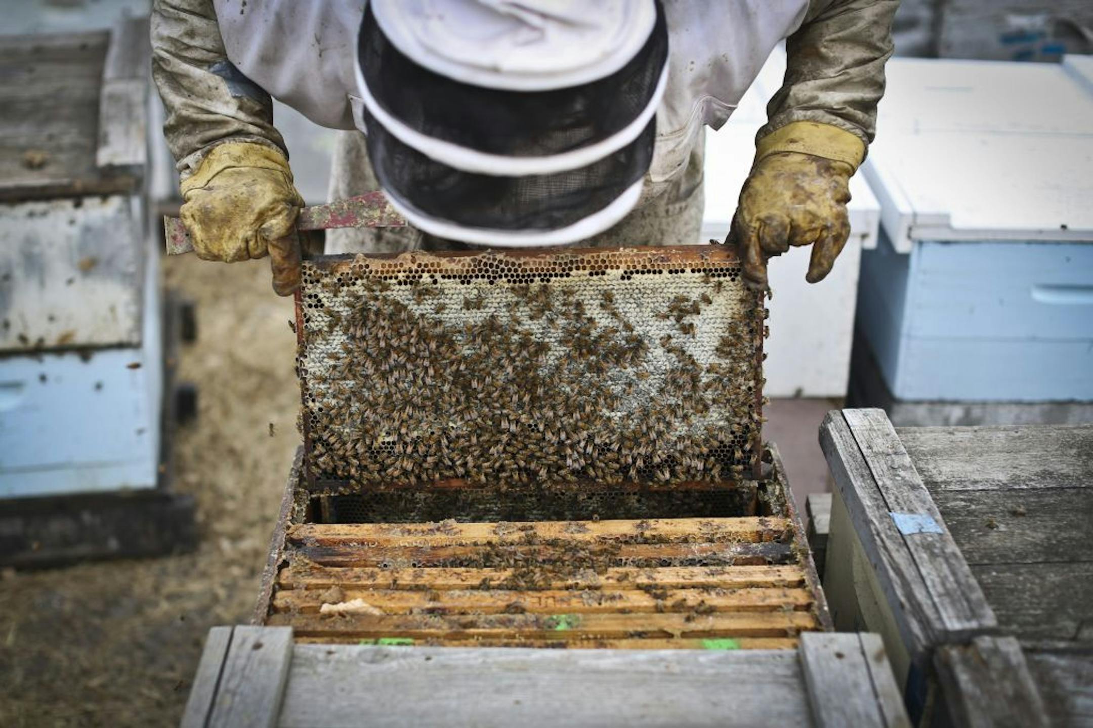 Bee Keeper Samantha Jones, who works for Steve Ellis, picked up a healthy hive in Barrett, Minn., on Monday, October 15, 2012. Ellis believes farming pesticides used in the area have been damaging several of his hives.