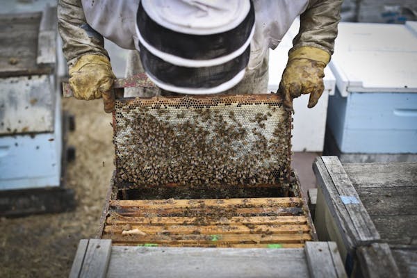Bee Keeper Samantha Jones, who works for Steve Ellis, picked up a healthy hive in Barrett, Minn., on Monday, October 15, 2012. Ellis believes farming 