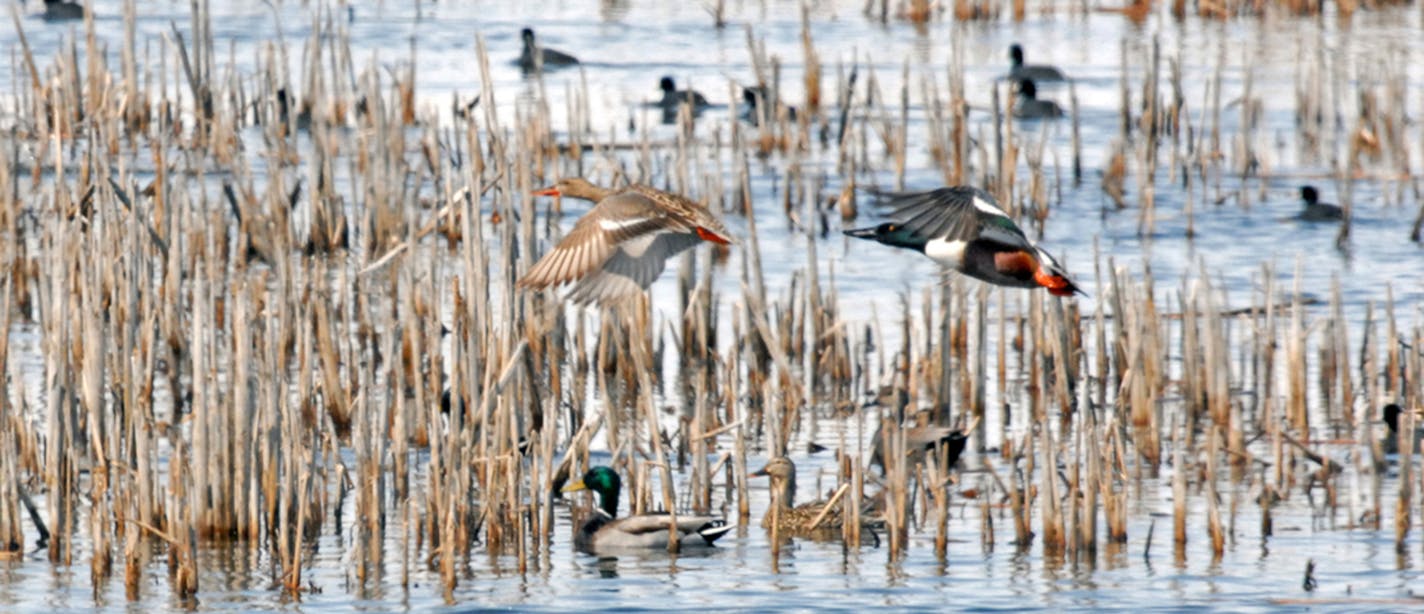 About 4 percent of Lac qui Parle County is in public ownership. Those lands and waters are valued year-round by a variety of wildlife, especially ducks during their fall and spring migrations.