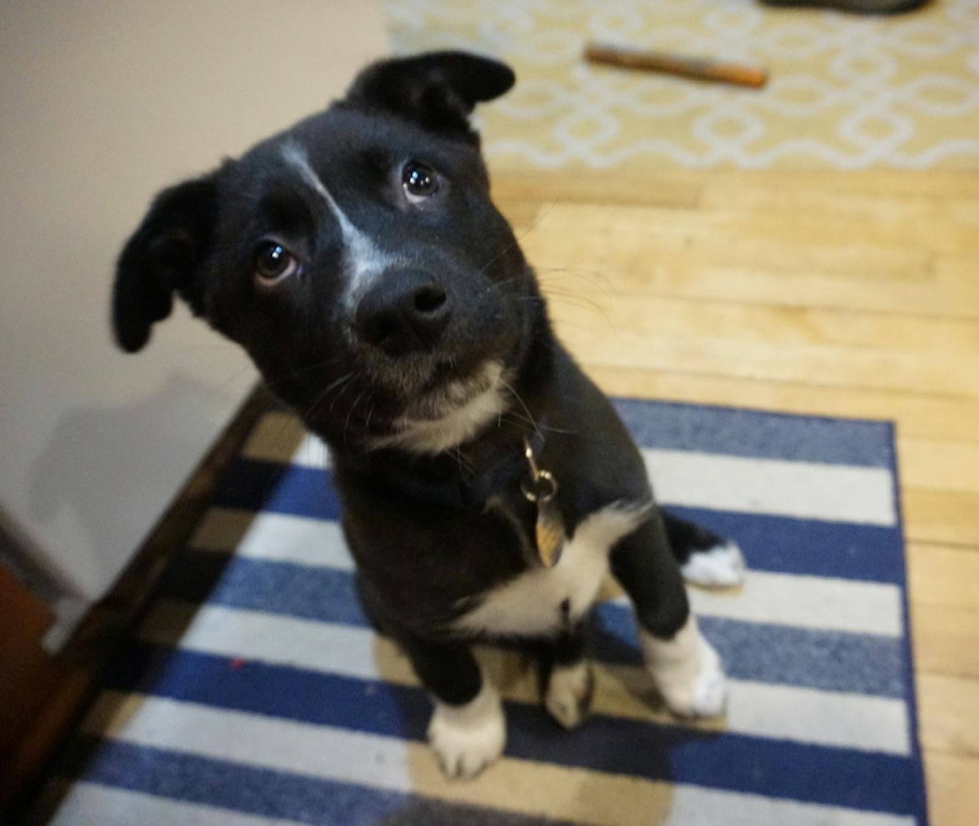 Empty cereal boxes, puffy toys, bare toes: Angus contemplates what to chew next.