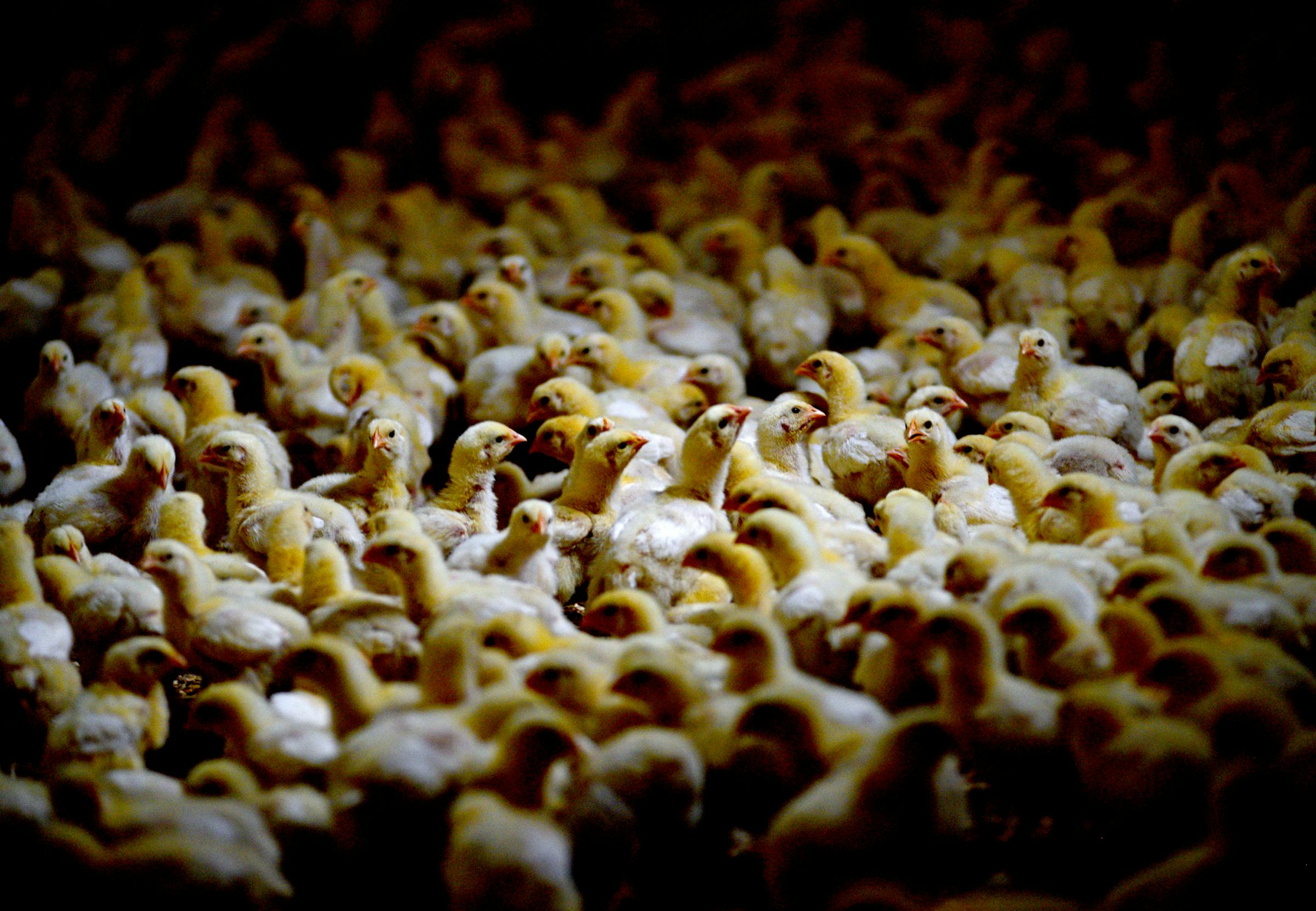 More than 1.4 million chickens stranded by closure of Pure Prairie Poultry plant euthanized