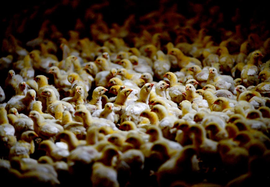 As chicken wing season hits a peak with March Madness, we delve into the brutal economics of the chicken wing through two Minnesota-based companies, Buffalo Wild Wings and Gold N Plump. The former has a conundrum: short term wing price spikes are made worse by a long-term issue of bigger and bigger birds. Wild Wings buys its wings in pounds, but sells them in pieces. As birds get bigger, they get less pieces per pound David Schumann and Tracy Schumann- Scapanski have just started raising chicken