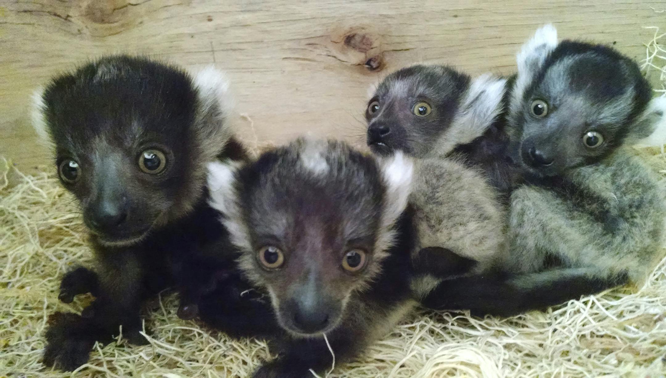 In this photo released Thursday, March 24, 2016, by the Philadelphia Zoo, baby lemurs huddle together at the zoo in Philadelphia. The babies were born in February to 9-year-old Kiaka and 10-year-old Huey, weighing in at a combined one-third of a pound. The lemurs are critically endangered in their native home of Madagascar, but the species has thrived in captivity. A public debut at the zoo is planned in the coming weeks. (Philadelphia Zoo via AP)