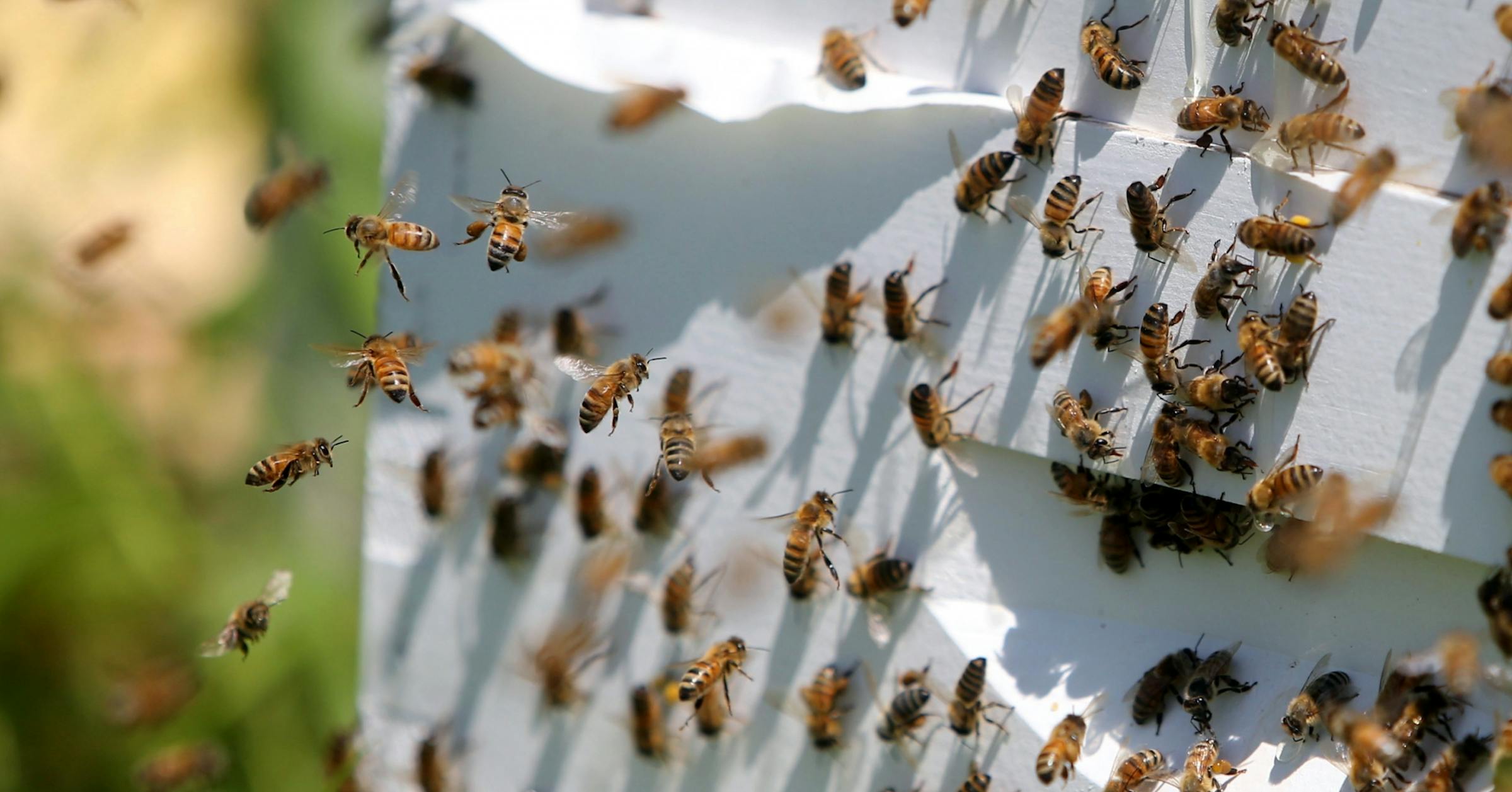 A beekeeper inspects a hive in Minnesota