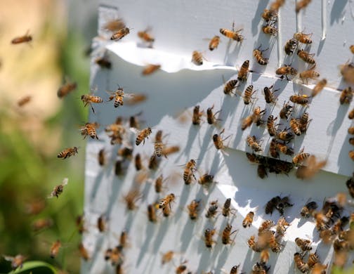 This photo taken Thursday, July 23, 2015, at a farm in Lakeville, Minn., shows honey bees at a bee hive. Minnesota Gov. Mark Dayton has issued an executive order restricting uses of neonicotinoid pesticides to reverse the decline of bee and other pollinator populations. Dayton made the announcement Friday, Aug. 26, 2016, at the Minnesota State Fair, joined by state agency heads and legislative leaders. He points out that pollinators are crucial to the state's $90 billion agricultural sector, but