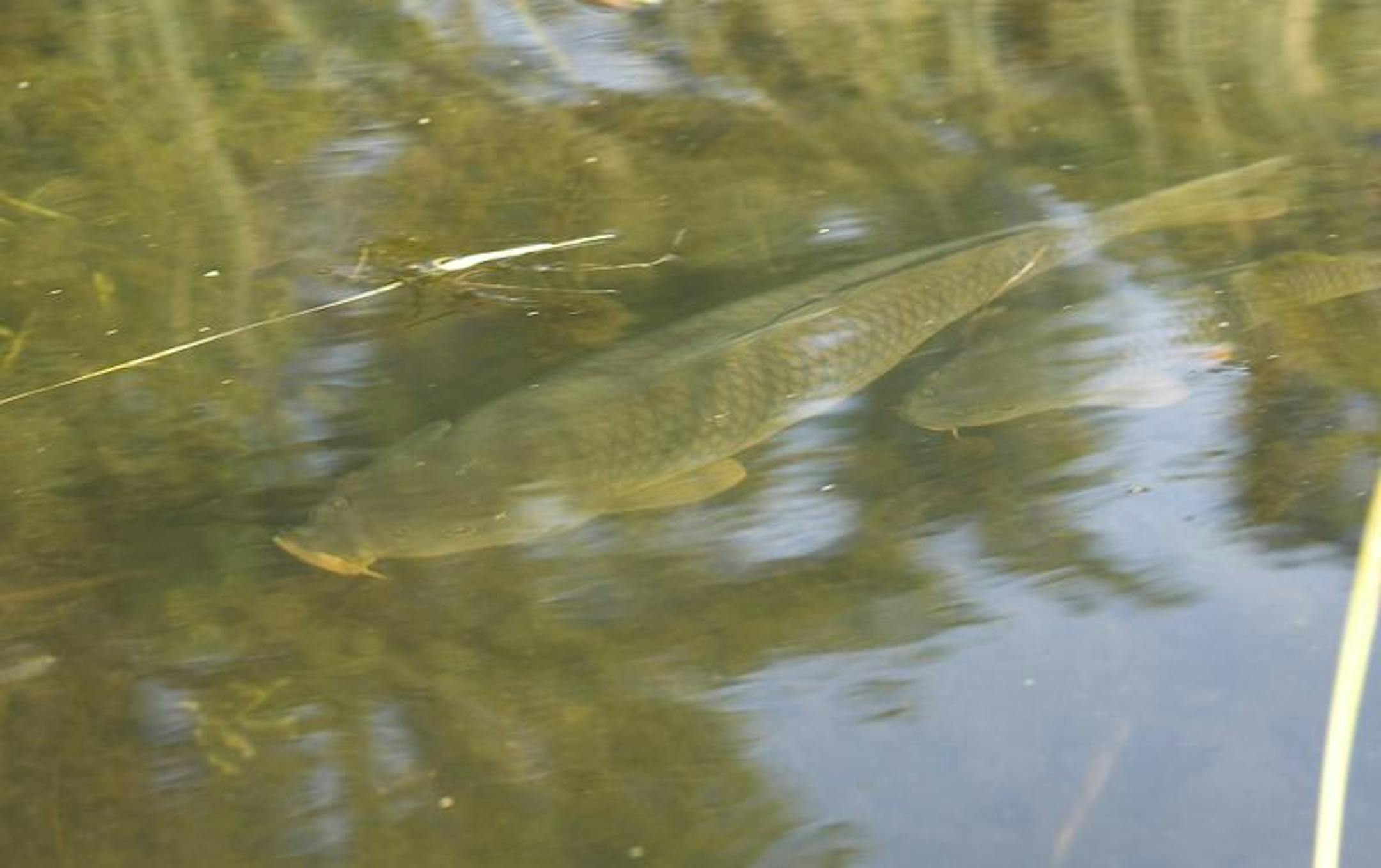 Carp spawn in shallow, weedy areas.