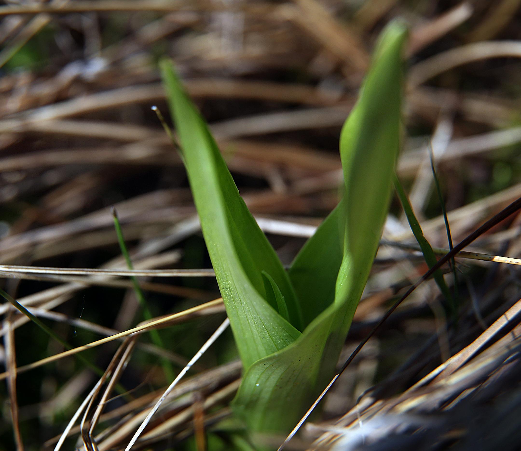 The tubercled rein orchid is a threatened species, seen here in Anoka County.