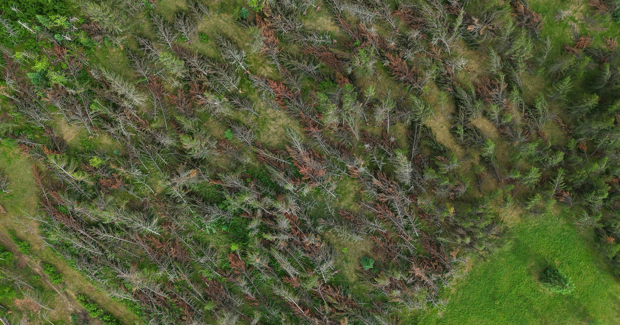 A year ago, Bemidji lost millions of trees to a derecho. It’s now at high ...