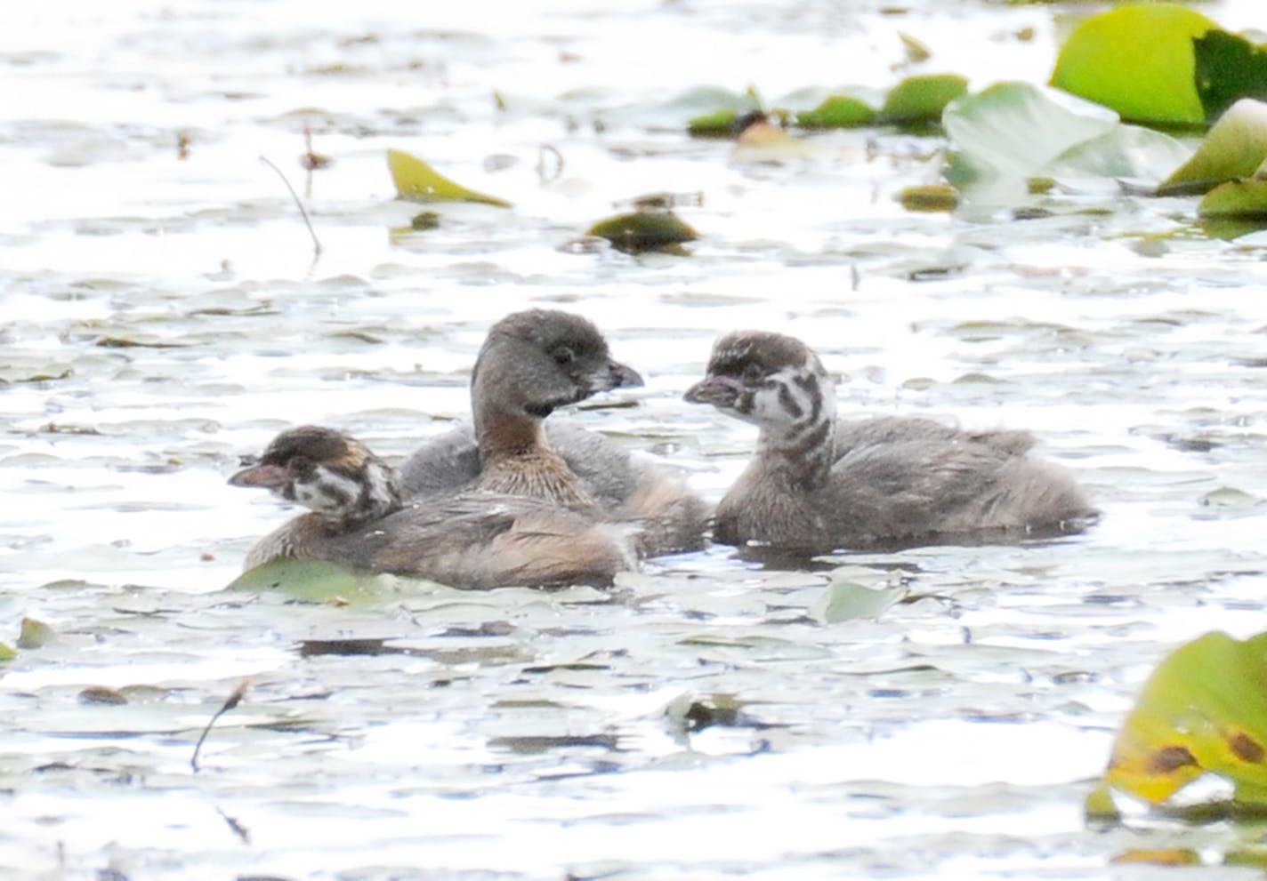 Adult Pied-billed Grebe, center, with two of its stripe-faced chicks. The adult has the black &#xec;pied&#xee; mark at bill center. Males are larger than females. credit: Jim Williams, special to the Star Tribune