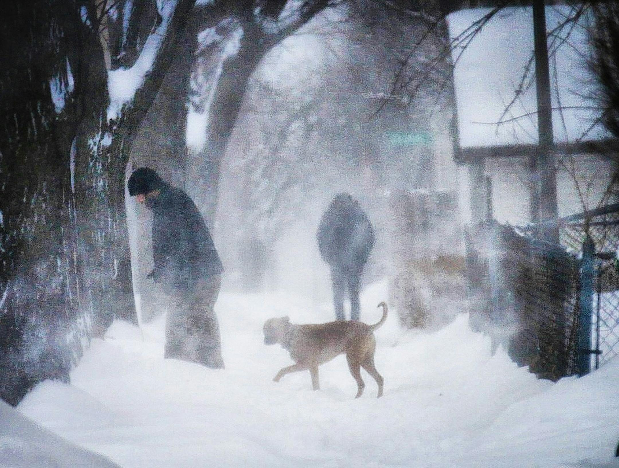 Walking the dog can be a pain when there's blowing snow, like here along Milton Street near Thomas Avenue in St. Paul on Tuesday morning.