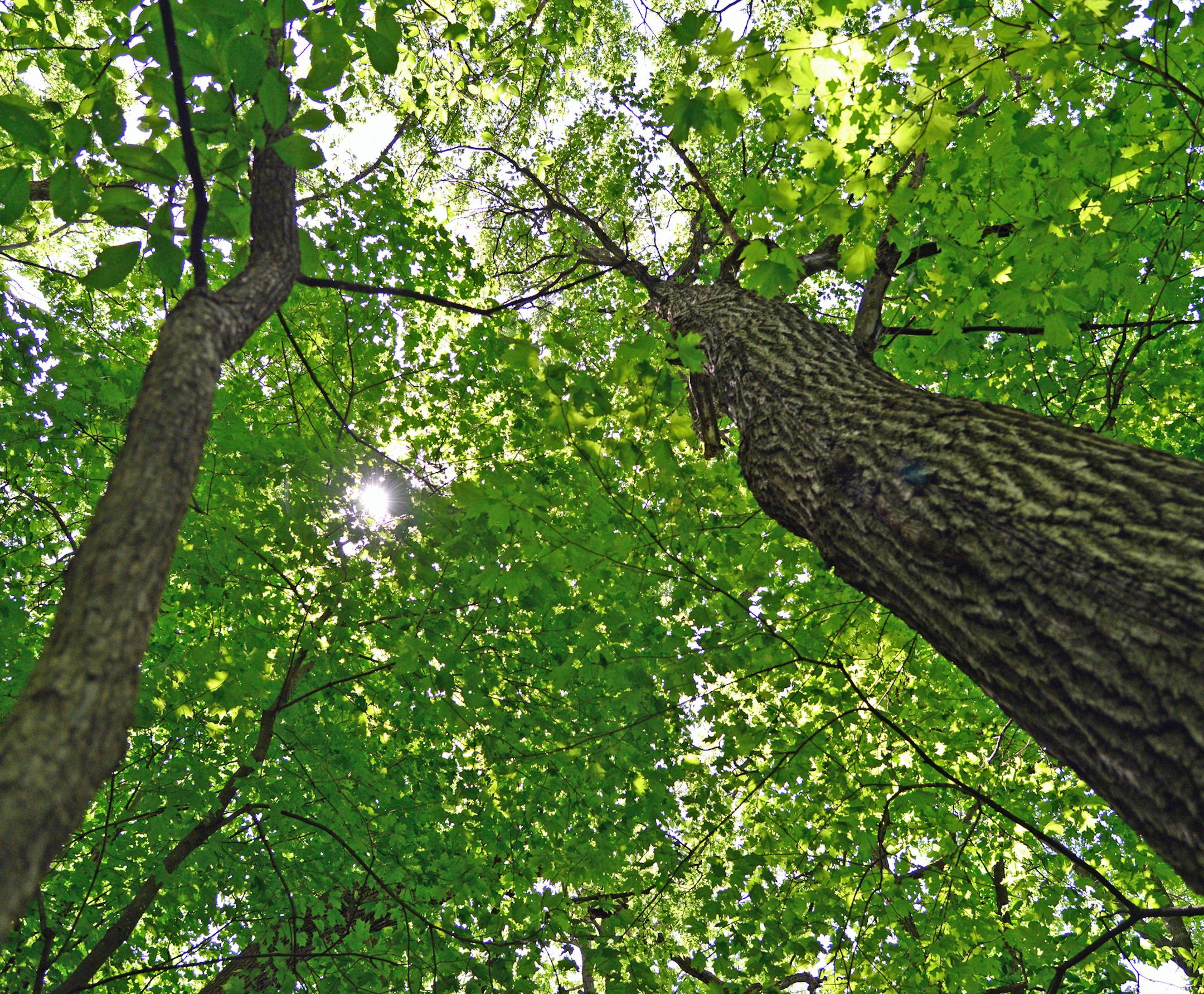Townsend Woods is a rare undisturbed part of the Big Woods, where maple, oak and basswood tower.