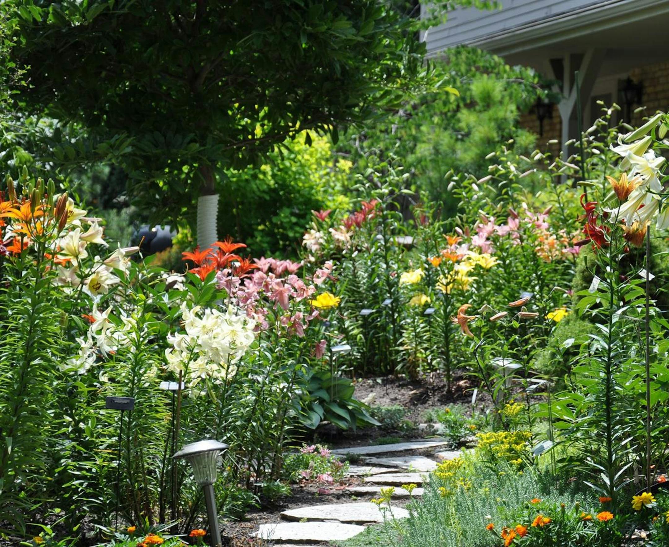 provided photo Garden on the Lily Society tour, part of the annual show/convention ORG XMIT: MIN1407021317406452