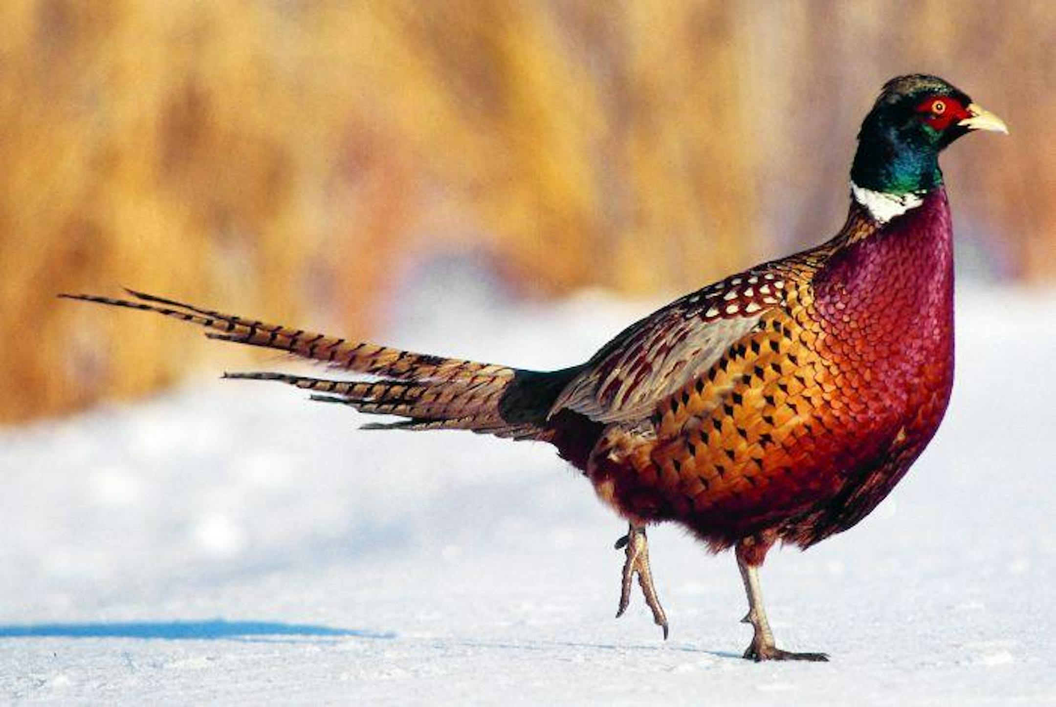Minnesota pheasant