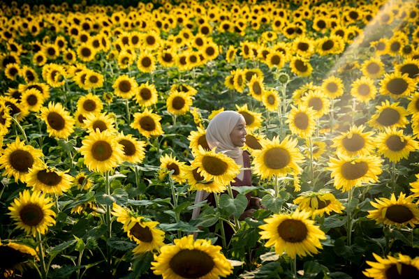 Minnesotans are flocking to local sunflower fields and paying to snap a selfie in the charming crop