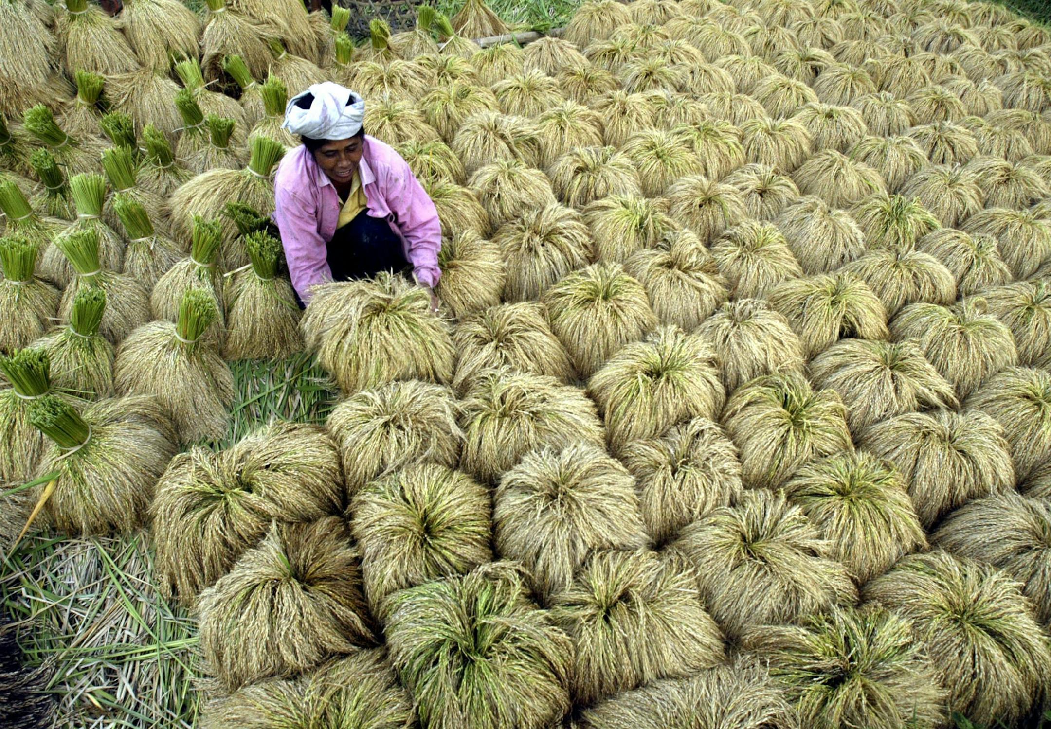 A Balinese woman dries rice during a harvest in Jati Luwih, Bali, Indonesia on Tuesday, June 3, 2008. Indonesian government recently revised its 2008 budget, increasing the amount it will spend on food subsidies by 2.7 trillion rupiah, or about US$290 million. Total government spending on fuel, electricity and food subsidies this year will total US$20 billion. (AP Photo/Firdia Lisnawati) ORG XMIT: BALI101