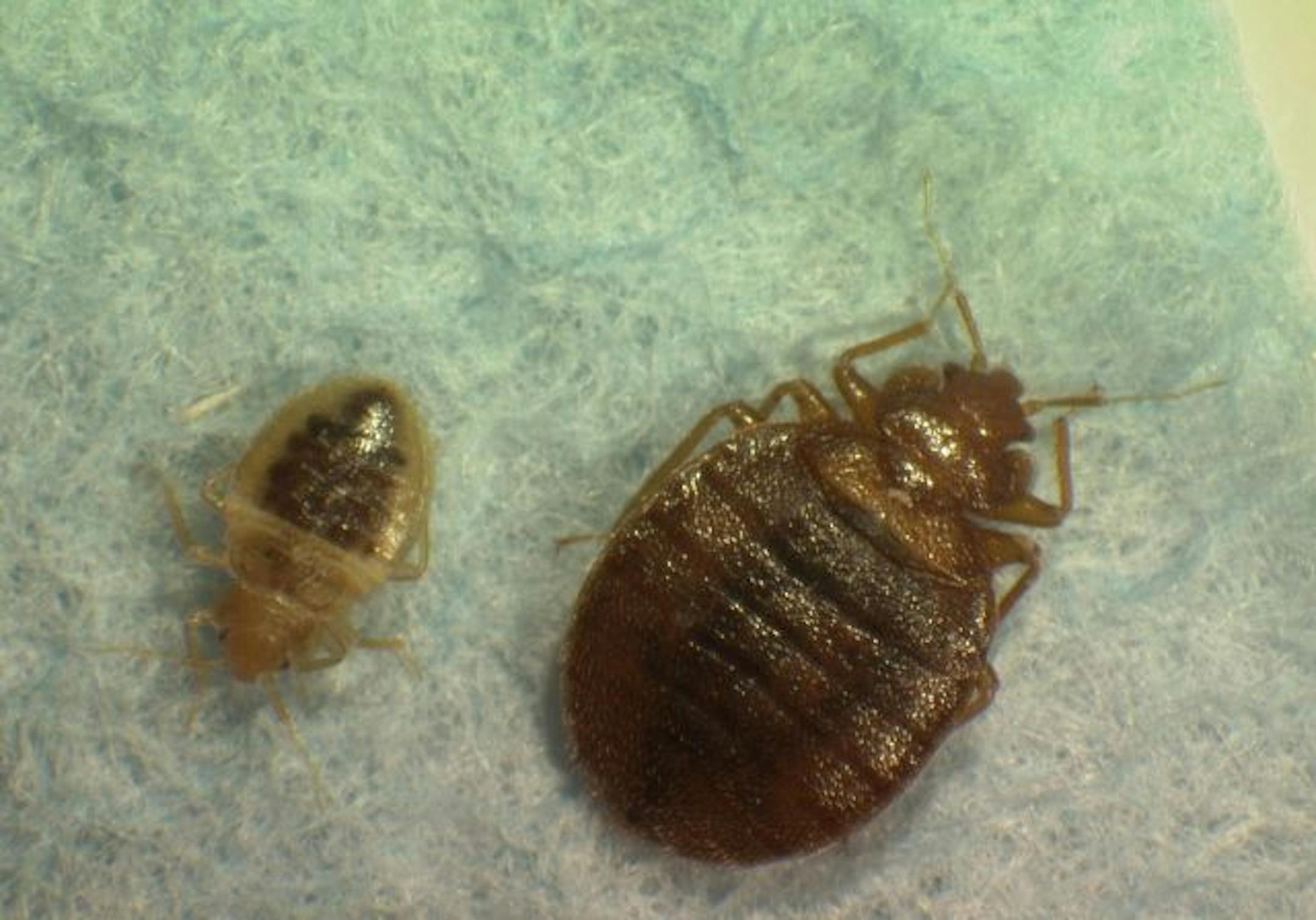 This photo provided by Virginia Tech Department of Entomology, taken in 2008, shows mother and child bed bugs. The federal government is waking up to what has become a growing nightmare in many parts of the country _ a bed bug outbreak. The tiny reddish-brown insects, last seen in great numbers prior to World War II, are on the rebound. They have infested college dormitories, hospital wings, homeless shelters and swanky hotels from New York City to Chicago to Washington.