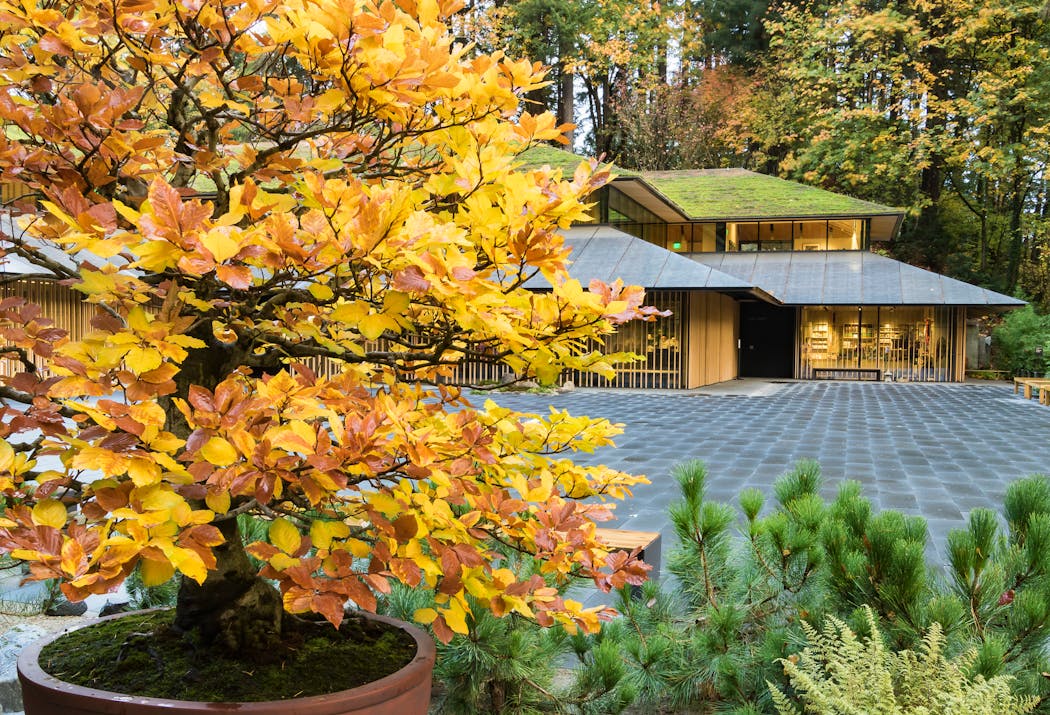 A bonsai beech tree displays golden autumn foliage in the Portland Japanese Garden.