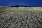 With skyrocketing farmland prices and crop insurance guarantees, black dirt is looking more like black gold for farmers in Minnesota. . Looking to exp