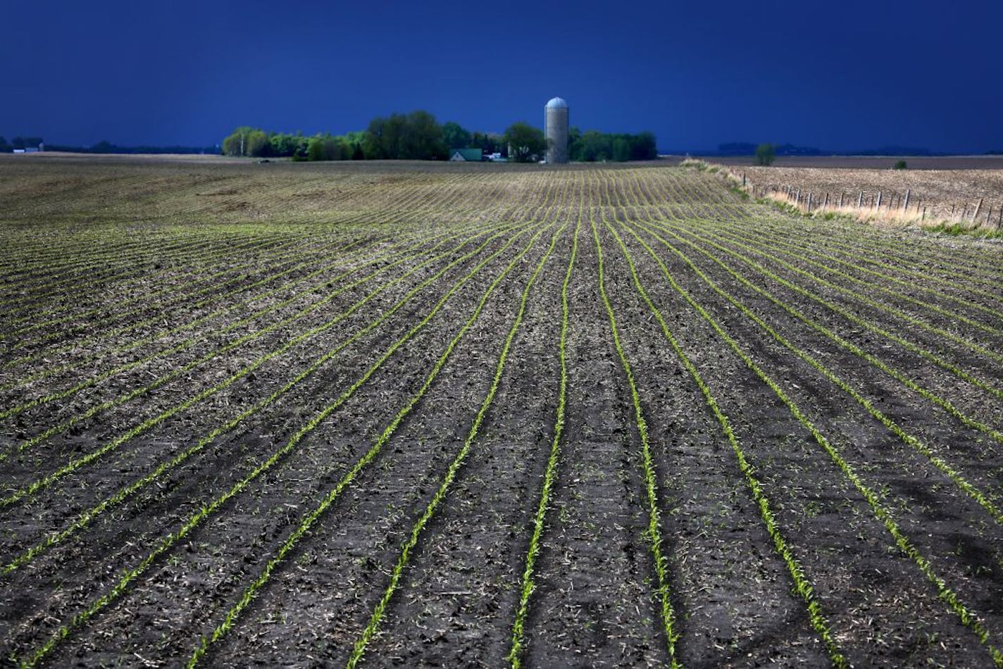 With skyrocketing farmland prices and crop insurance guarantees, black dirt is looking more like black gold for farmers in Minnesota. . Looking to expand his farm, Gene Stoel of Lake Wilson purchased an additional 160 acres last fall for $6,800 per acre. "This has been a very good age for farming." Stoel said.