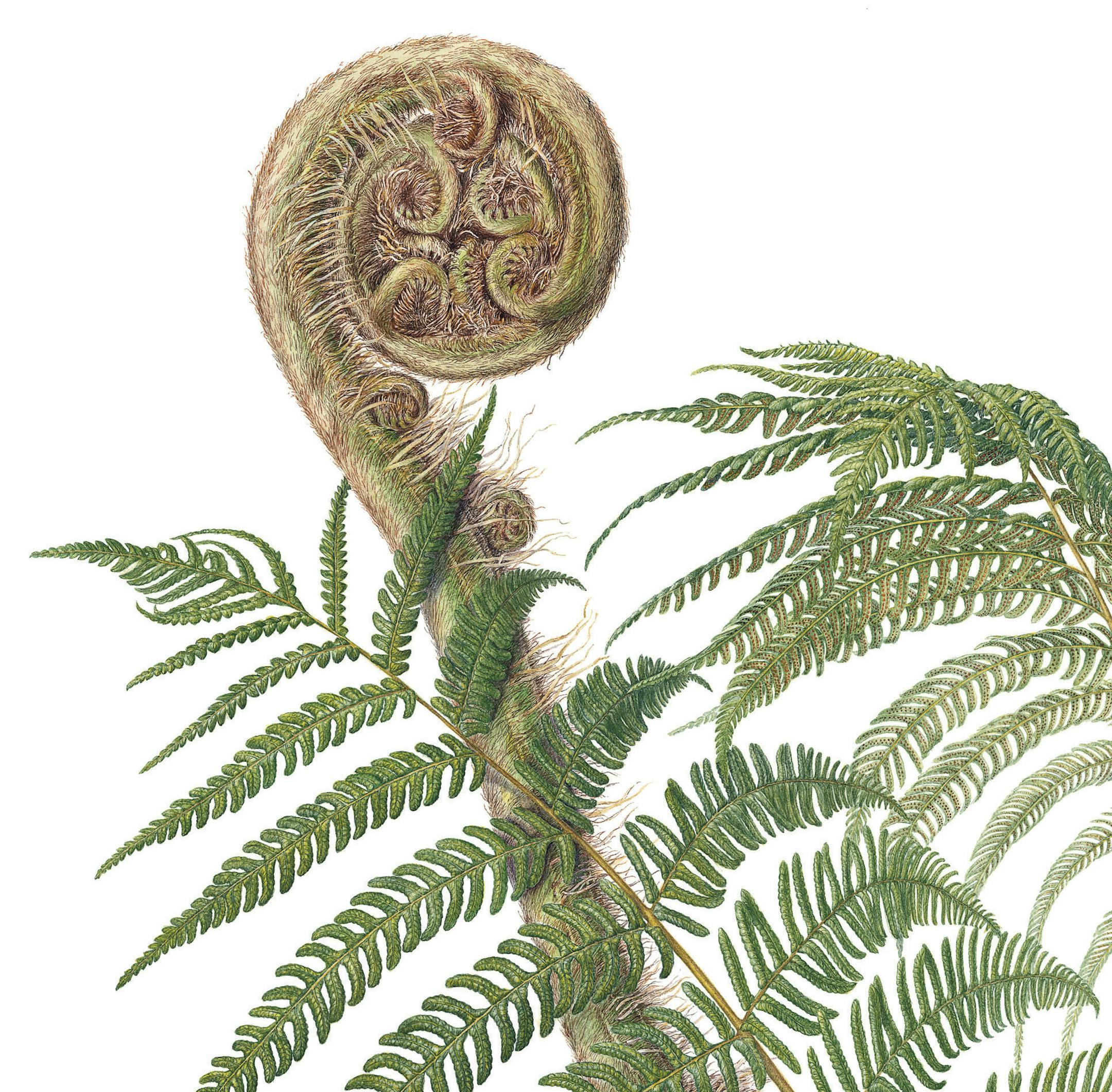 Beverly Allen painting of fern