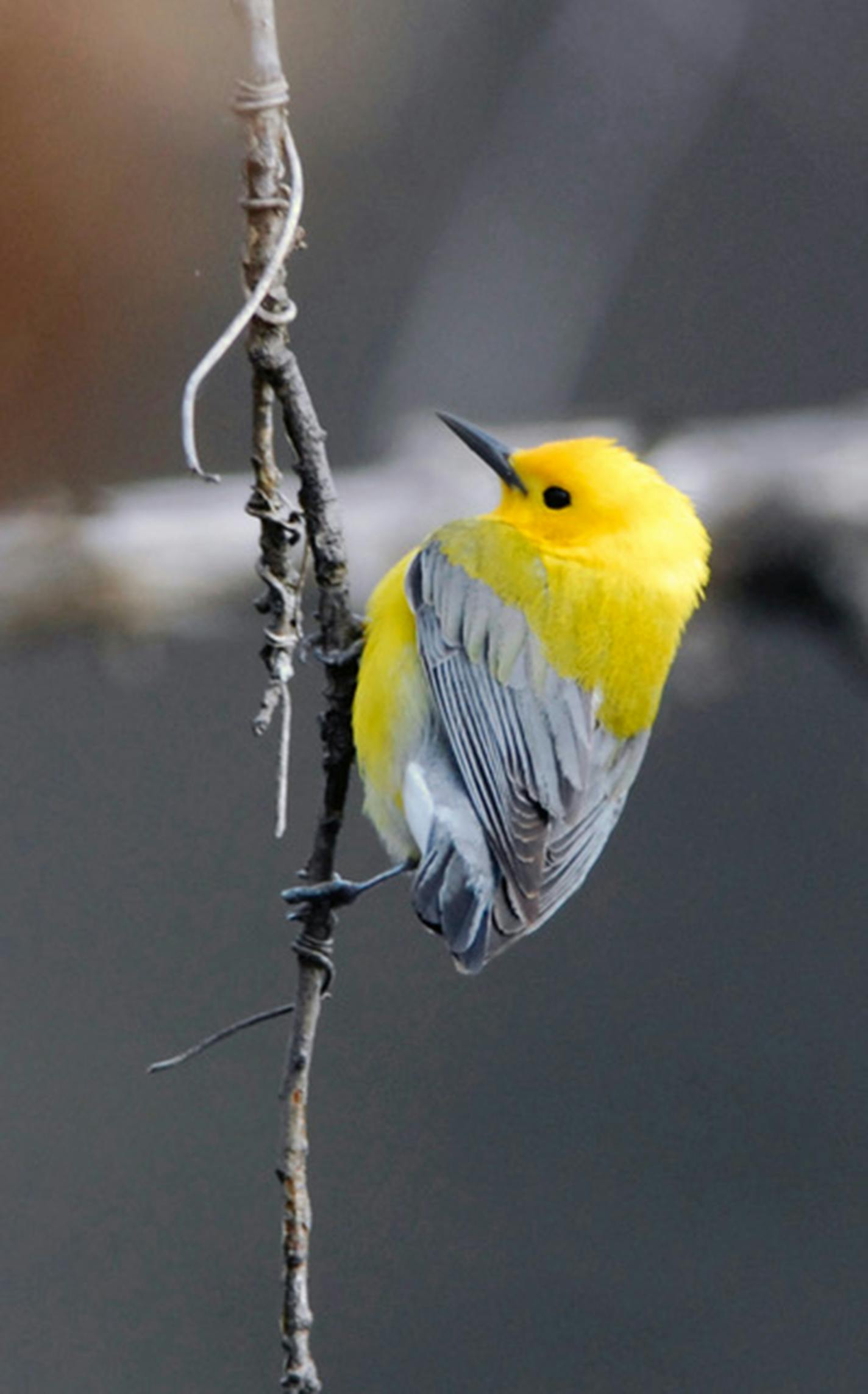 A migrating prothonotary warbler needs habitats that provide insects. Jim Williams photo