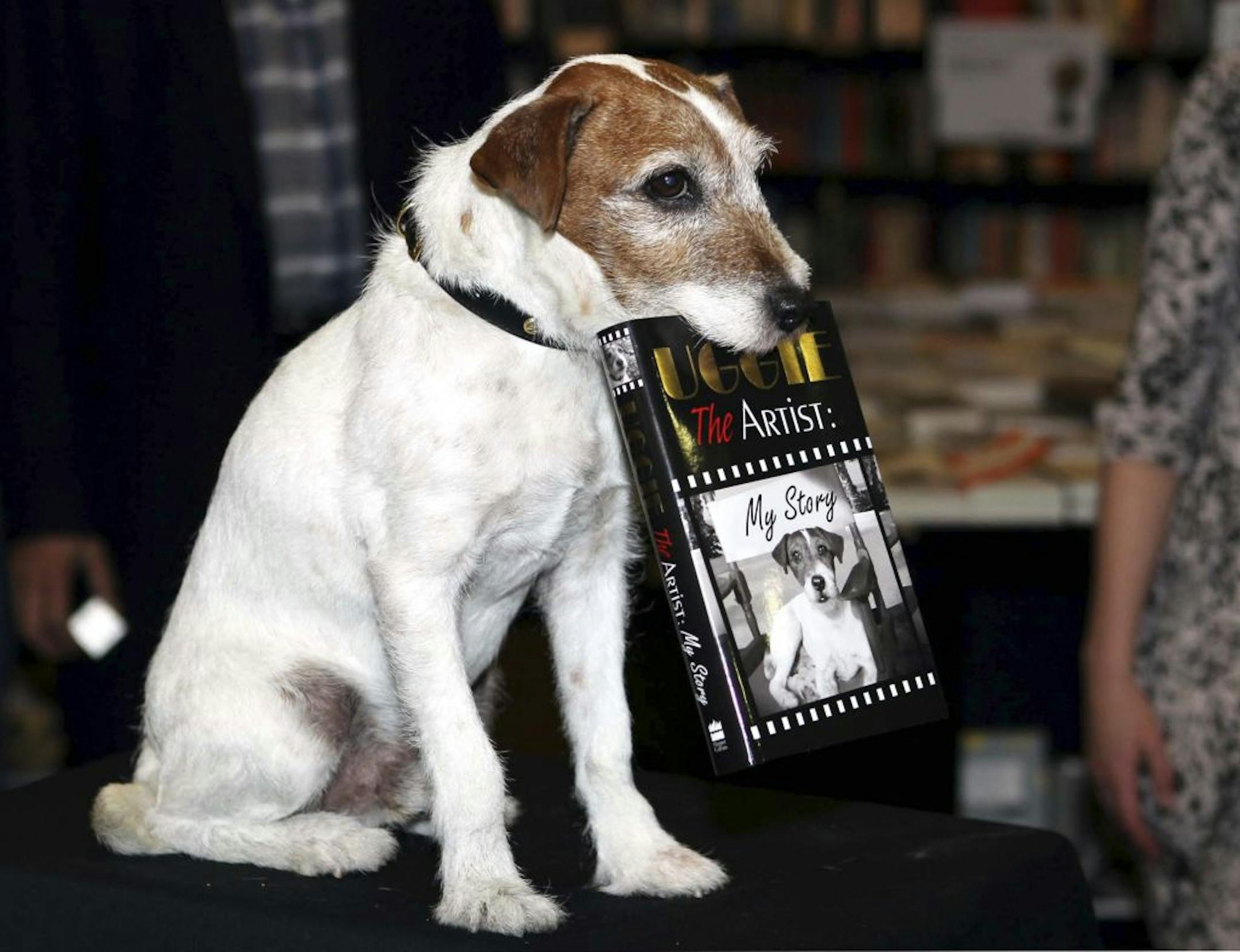 Uggie the Jack Russell Terrier dog and star of the Oscar-winning film, The Artist, holds a copy of his memoirs entitled, " Uggie: The Artist: My Story", at an event, in London, Tuesday Oct. 30, 2012. He won the hearts of millions as the lovable four-legged star of The Artist and now Uggie the Jack Russell terrier is taking on the literary world - with a little human help. Uggie: The Artist: My Story explains his rise from humble beginnings to being one of the most recognised canines in the world