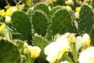 Cactus isn&#x2019;t just for deserts. Prickly pear cactus, or opuntia, is a native plant in the Midwest. And author Edward Lyon points out that there&