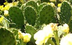 Cactus isn&#x2019;t just for deserts. Prickly pear cactus, or opuntia, is a native plant in the Midwest. And author Edward Lyon points out that there&