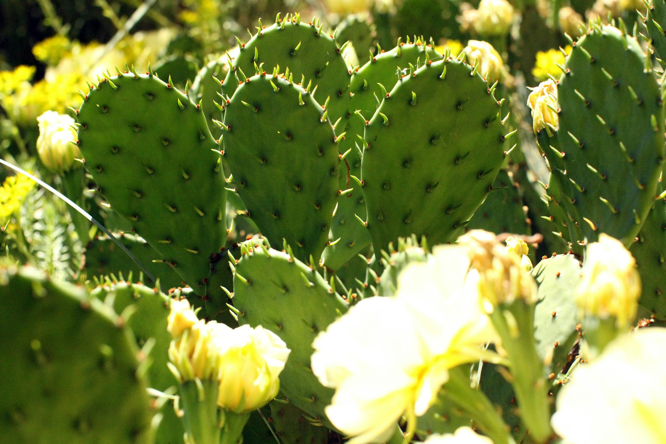 Cactus isn’t just for deserts. Prickly pear cactus, or opuntia, is a native plant in the Midwest. And author Edward Lyon points out that there’s an opuntia native to every state in the U.S.