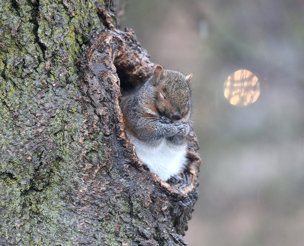 A squirrel tried to stay warm and dry in a hollowed-out tree in Loring Park in 2018.