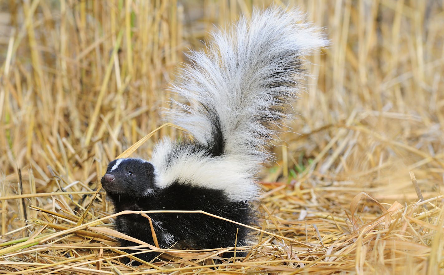 If your hunting dog ecounters the wrong end of a skunk, be prepared with a homemade deodorizing kit.