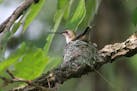 Don Severson photo: ONE-TIME USE ONLY with Val's column Female ruby-throated hummingbirds are the nest builders.