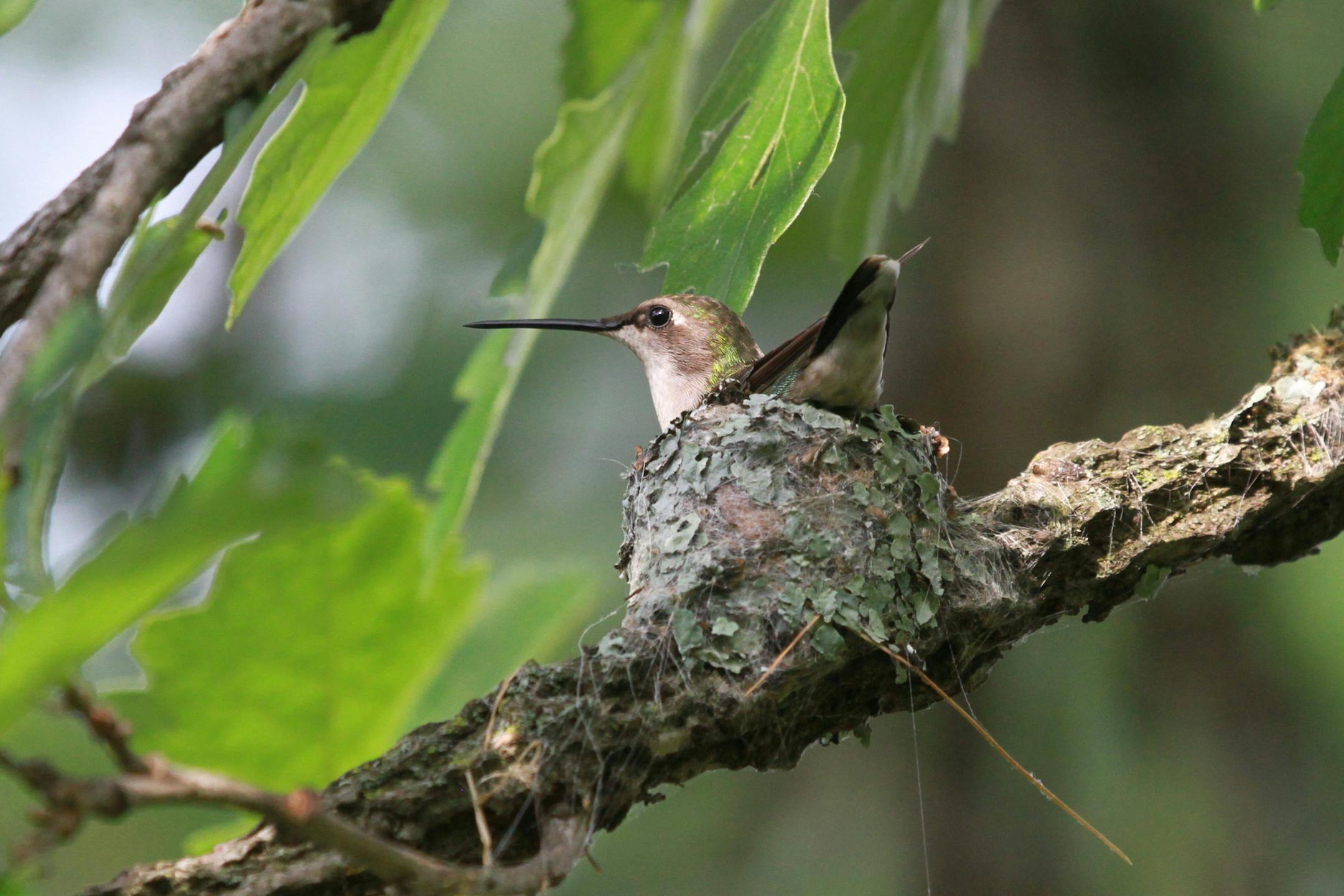 Don Severson photo: ONE-TIME USE ONLY with Val's column Female ruby-throated hummingbirds are the nest builders.