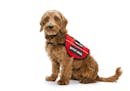 Young goldendoodle service dog. Housing laws set no minimum age requirement for support animals.