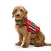 Young goldendoodle service dog. Housing laws set no minimum age requirement for support animals.